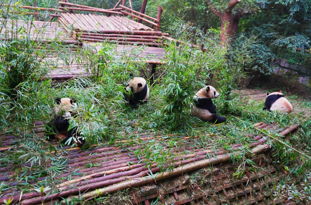 熊猫c1.jpg