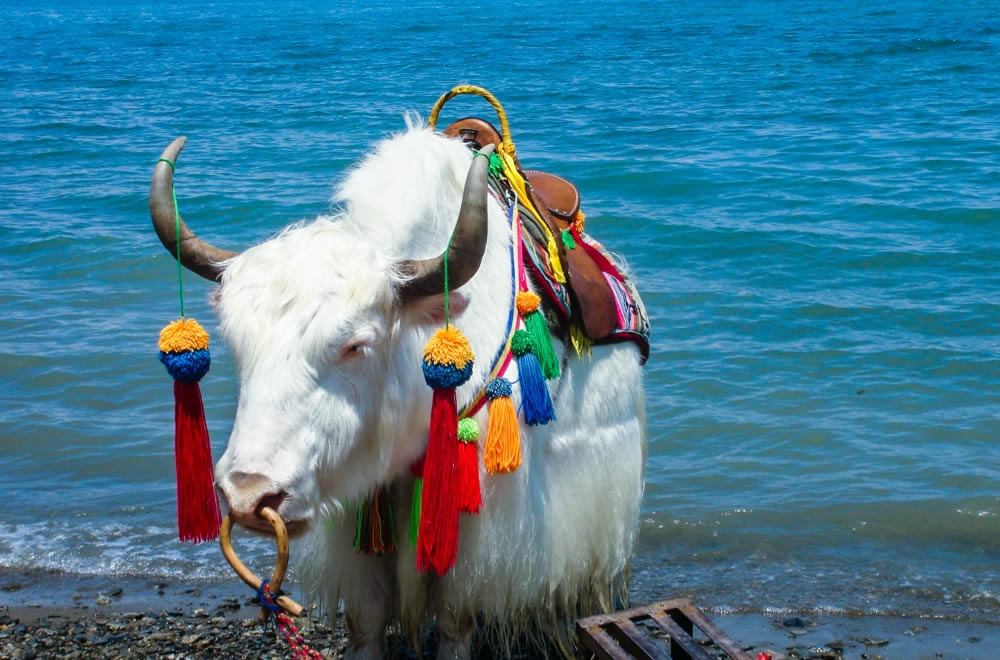 青海 寧夏 旅情報